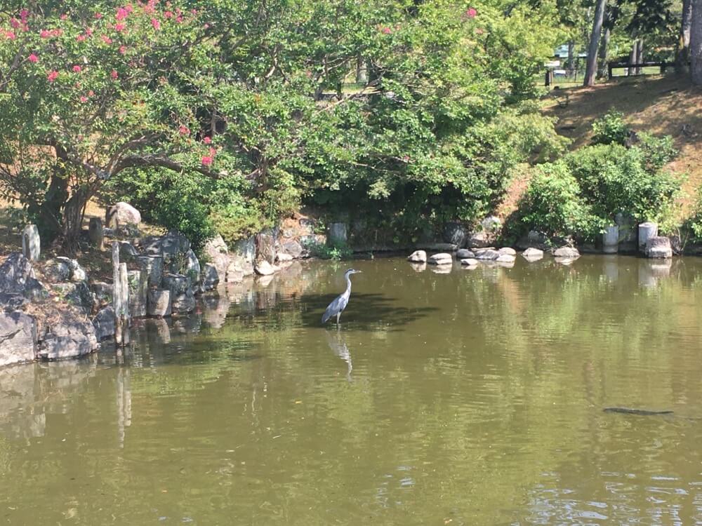 円山公園のひょうたん池に鳥がいた