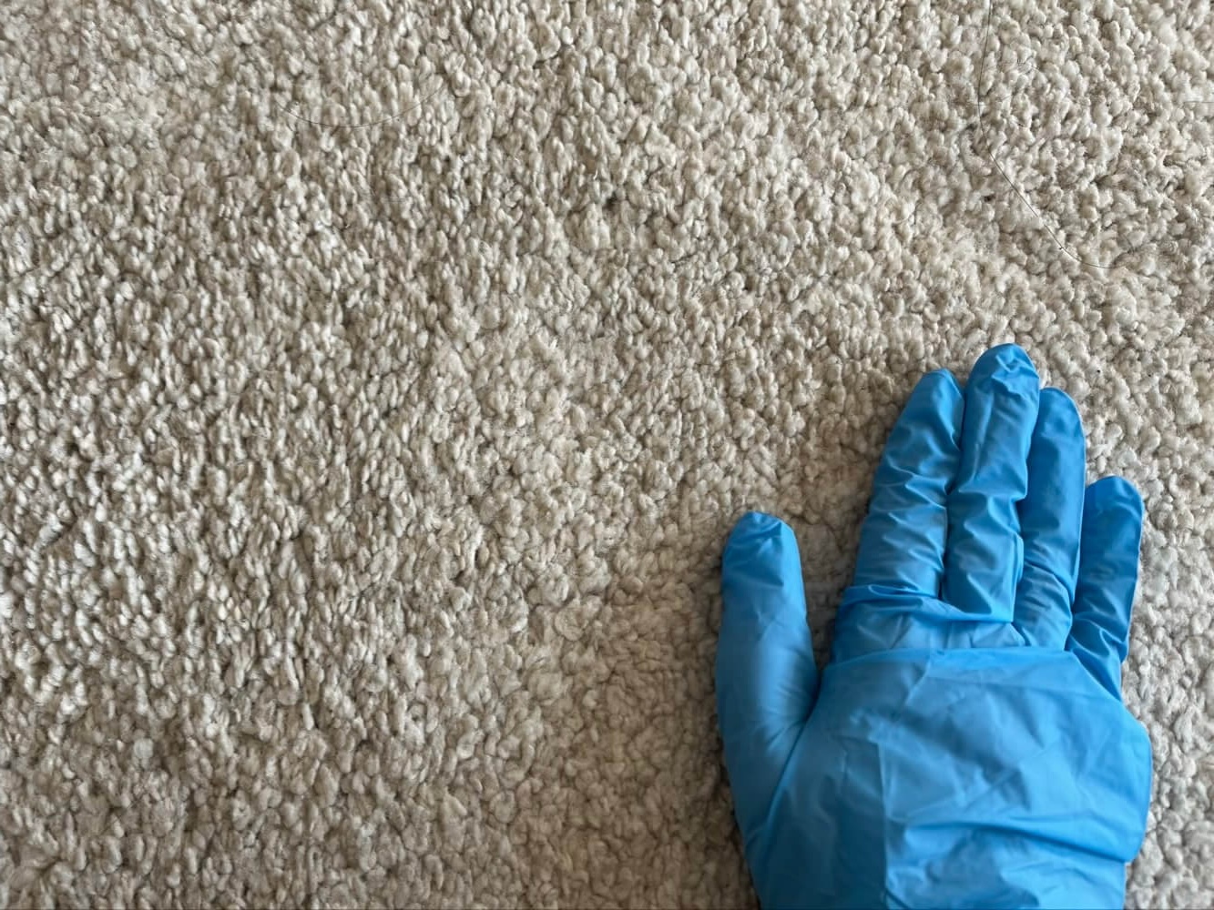 カーペットにカーペットに落ちた髪の毛はゴム手袋で円を描くように集めている様子
