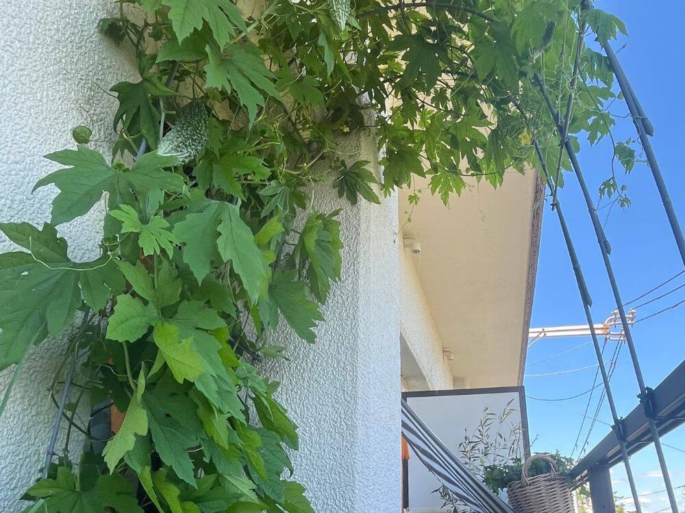 アーチいっぱいにゴーヤの葉が茂った一番お気に入りの写真