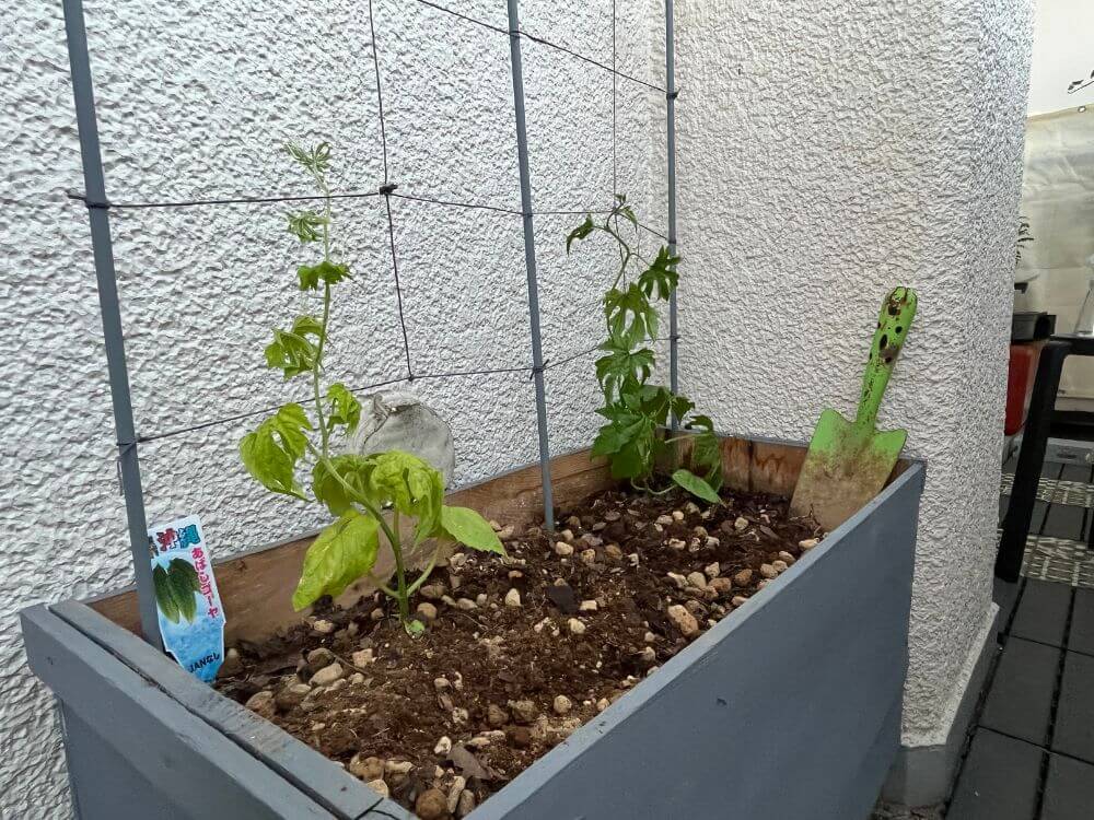ゴーヤの苗を植えた様子