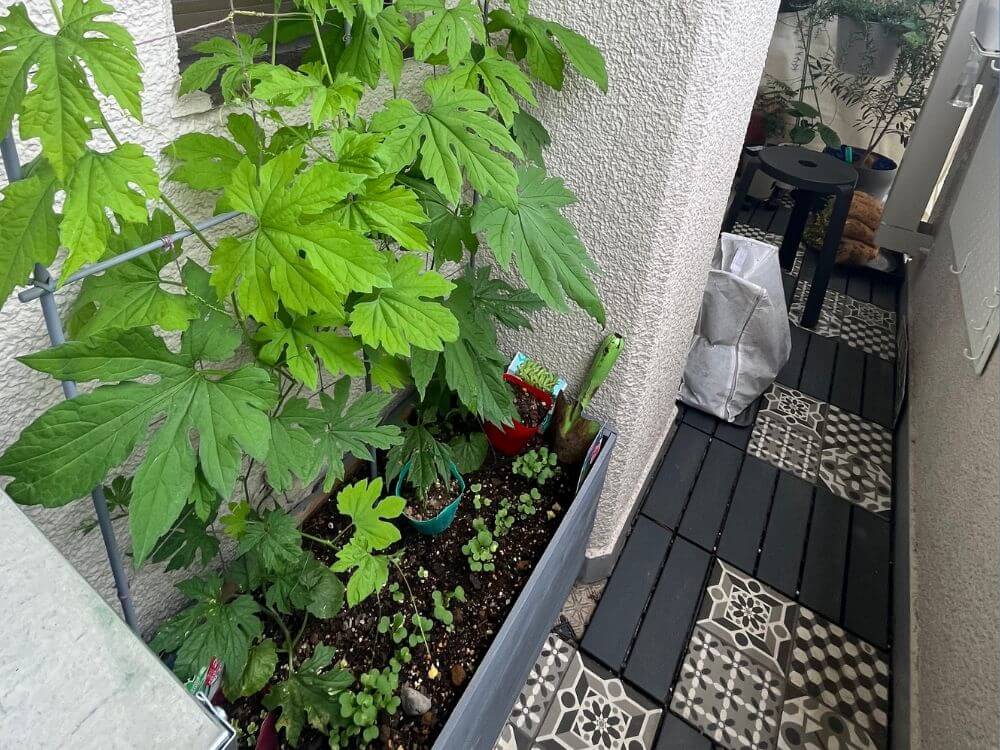 ゴーヤの葉っぱが茂る様子