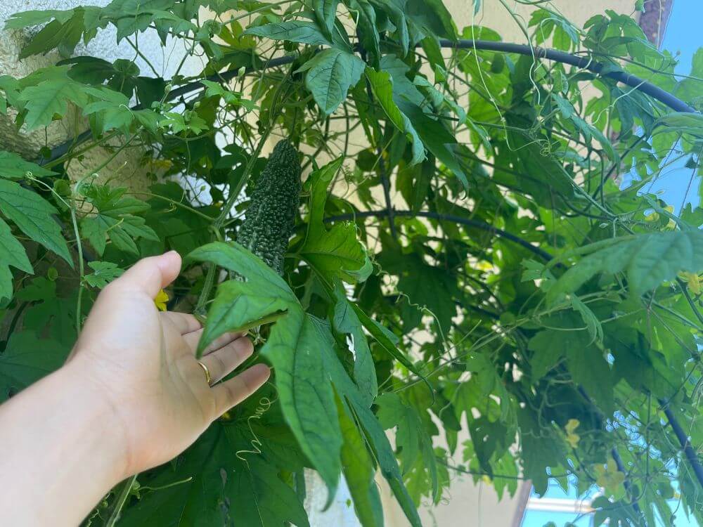 初めて実がついた写真