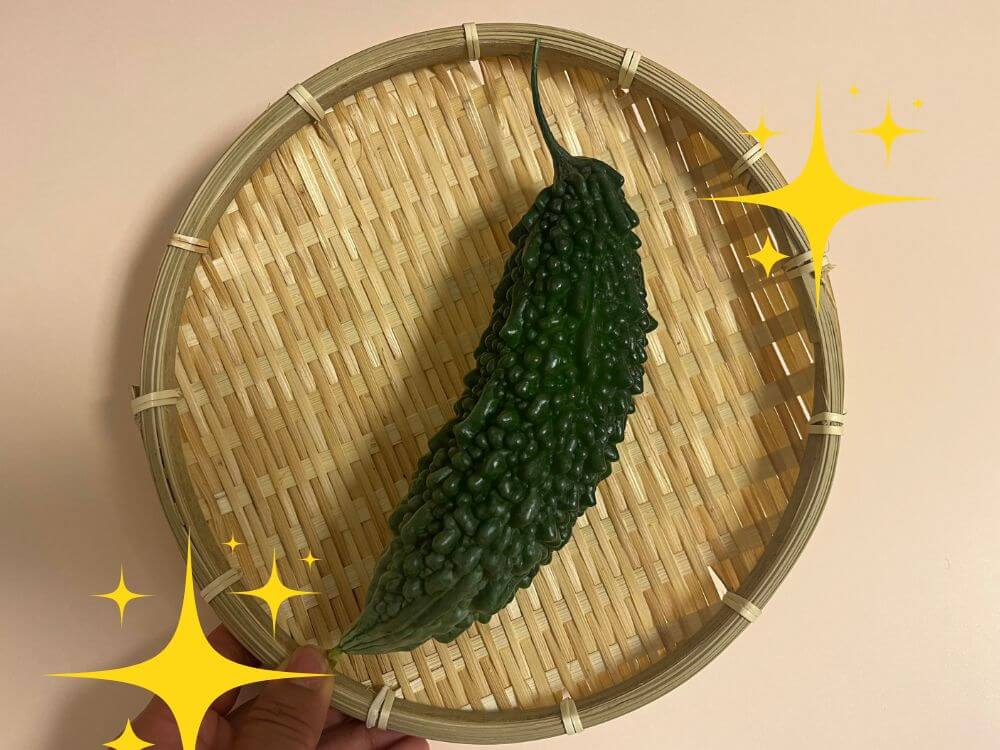 初収穫ゴーヤ