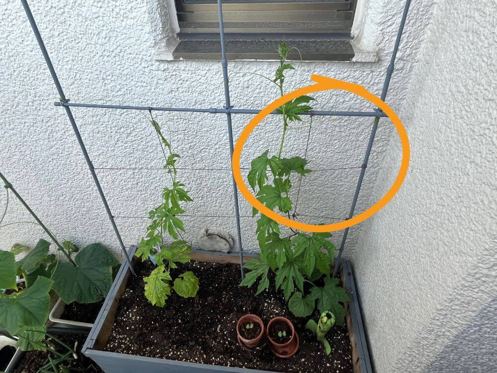 支柱に糸を這わせている