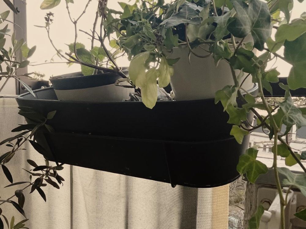 黒いプランターに植物をまとめて飾ったベランダ